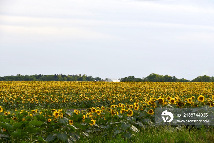 Sunflower field with a farm in the background