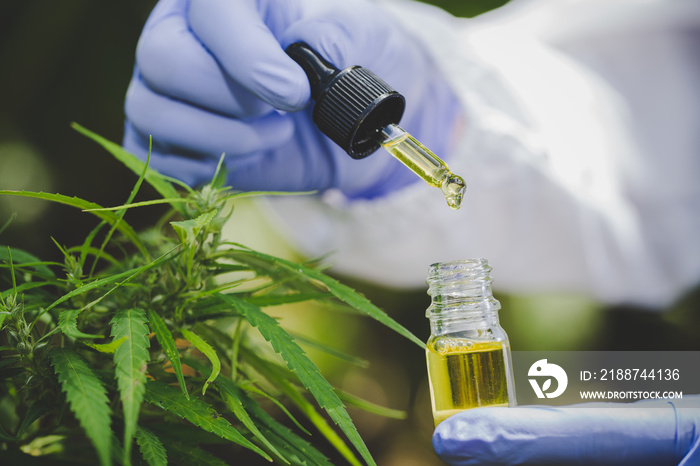 Hemp oil is in the hands of scientists in a greenhouse, Hemp oil research, Concept of herbal alternative medicine, cbd oil, pharmaceptical industry.