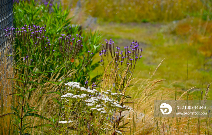 Long-flowering, upright perennials that produce slender, branching spires, which are crowded with buds that open slowly from the base, to small, clear pink flowers throughout summer.