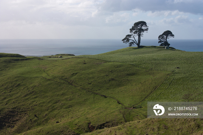 Trees on a green hill, with the sea in the background in Papamoa Hills near Te Puke and Tauranga in the North Island in New Zealand