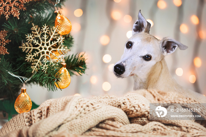 Weihnachten - Whippet neben geschmücktem Christbaum