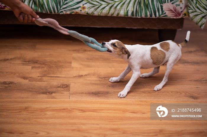 Puppy playing tug of war with owner