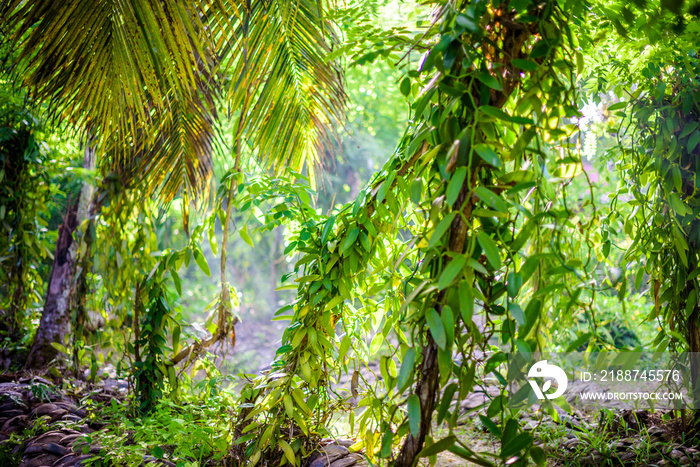 True Vanilla plant - Vanilla planifolia in Seychelles