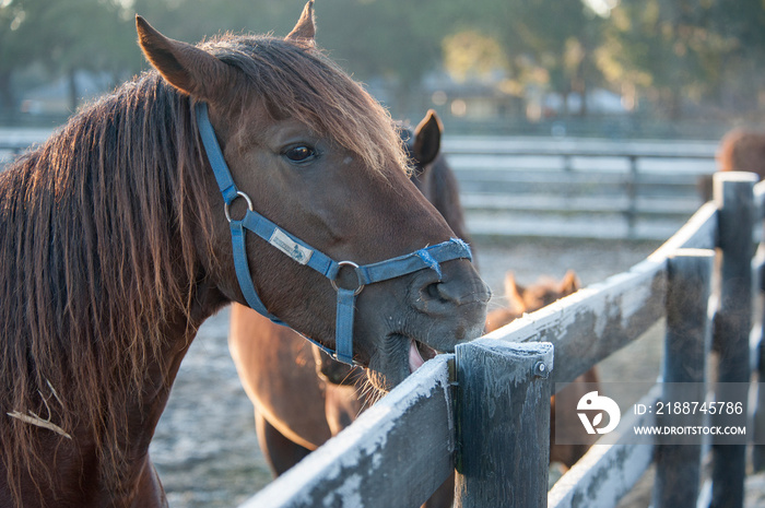 Horse cribbing hoarfrost covered fence