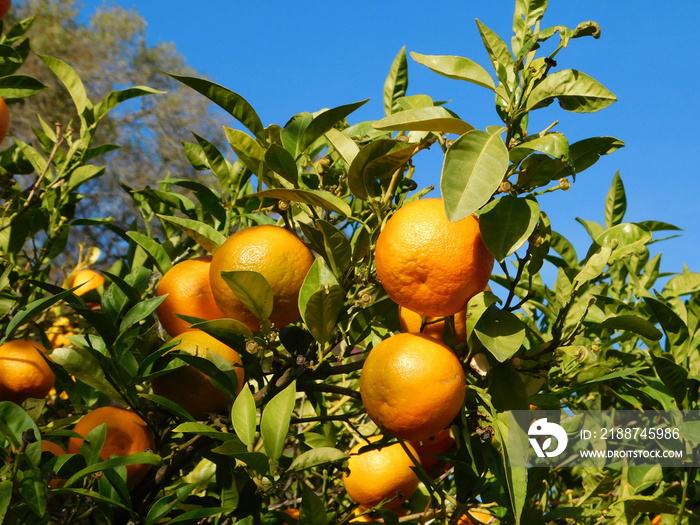 Bitter orange, or Citrus aurantium, fruits on a tree