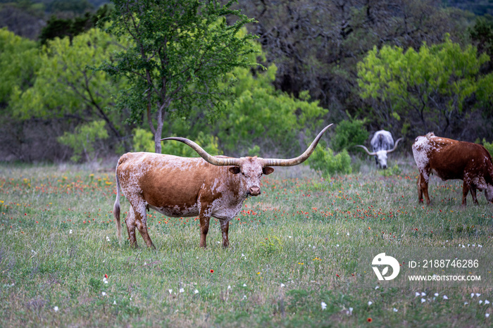 herd of texas longhorn cattle. Red and white cow with impressive horns.