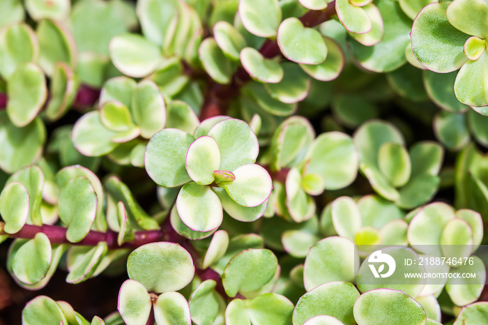 Portulacaria afra succulent plant or elephant bush.