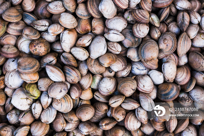 Clams at Angelmo fish market, Puerto Montt, Chile, South America