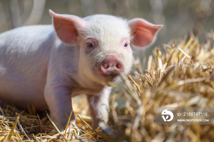 Piglet on hay and straw at pig breeding farm