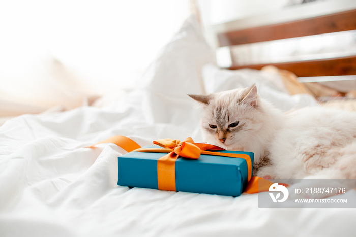 Fluffy kitten with presents, bows and ribbons. Top horizontal view. Christmas and New year concept copyspace