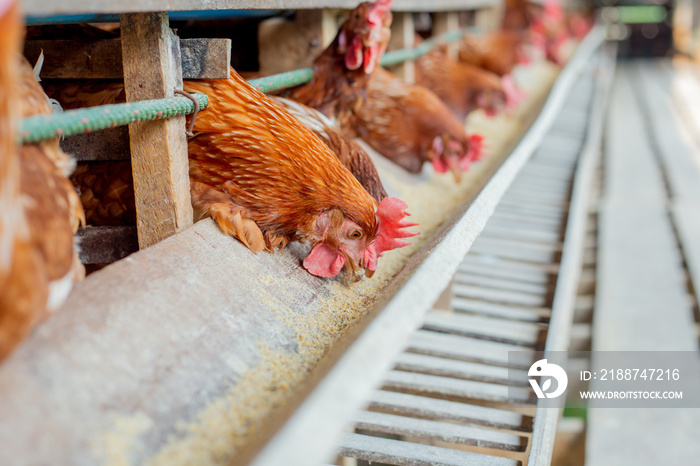 Chickens breed eggs, The chicken took its head out of the cage to eat. chicken breed in the farm, selective point and blurred background