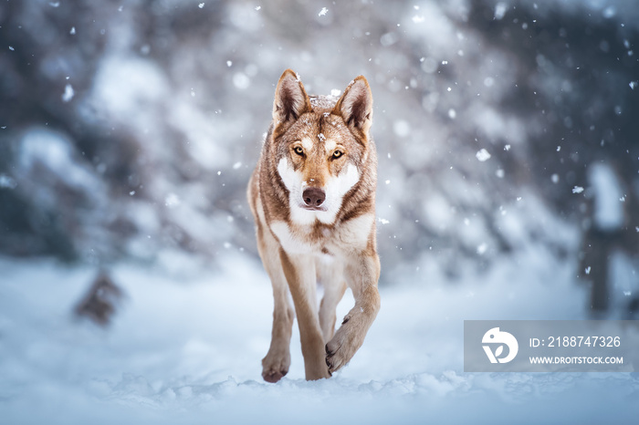 Saarloos wolfdog in the snow