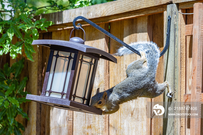 Determined Acrobatic Squirrel Hanging on Fence and Stealing Seed From The Bird Feeder