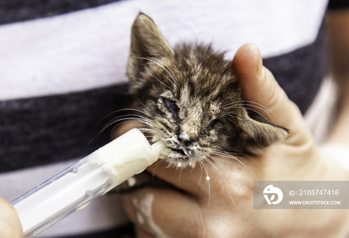 Newborn cat eating