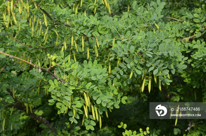 Caragana Tree, Yellow Acacia, Caragana Arborescens.