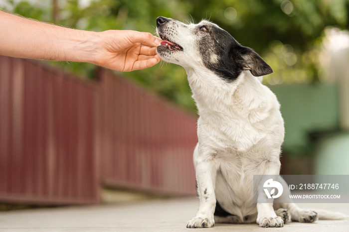 Man’s hand giving cute small black and white dog medicine, pills for arthritis. The owner feeds the dog from his hand.