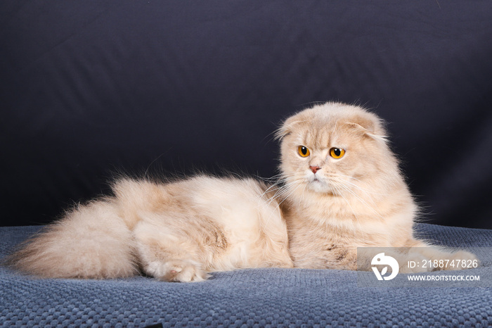 chat, chaton, blanc, animal de compagnie, animal, joli, felidae, chat, fourrure, domestique, jeune, adorable, duveteux, persan, bleu, portrait, oeil bleu, yeux, beau, bébé, ragdoll, mammifère, neva, p