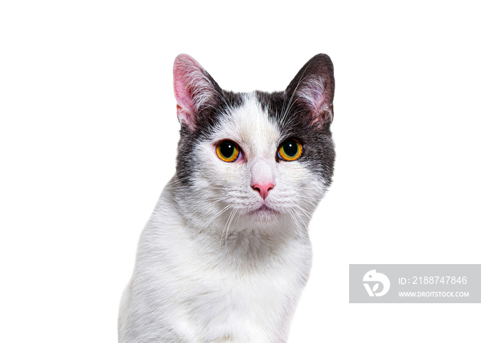 Head shot of a young Crossbreed cat kitten