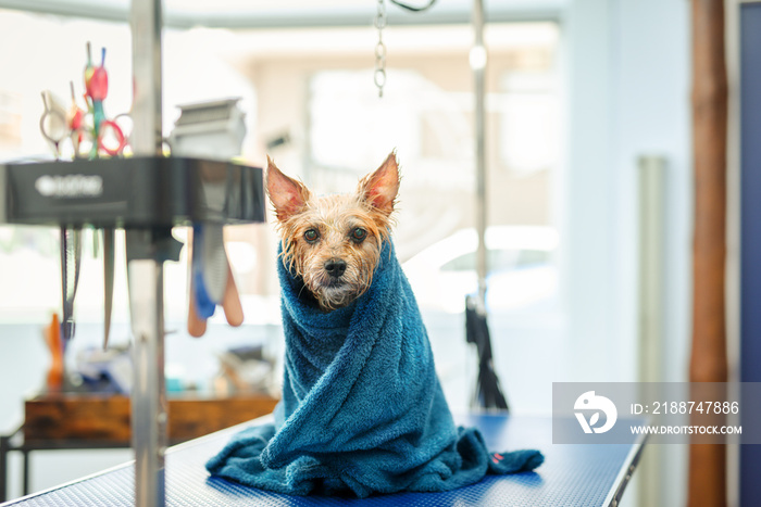 Perro en Peluquería Canina con toalla