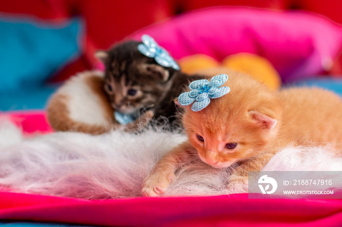 Furry and colorful baby cats wearing accessories on their fur.