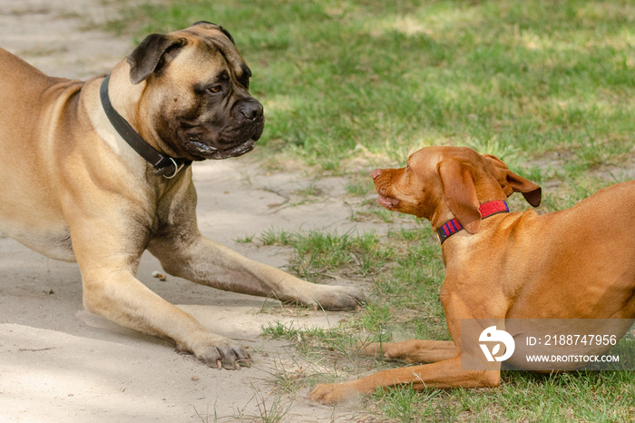 Two dogs playing together on the grass