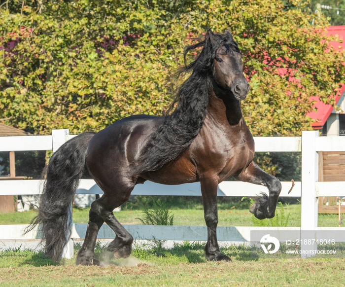 Friesian horse stallion trots toward us.