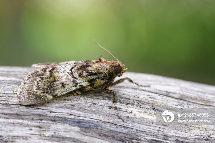 Image of Brown Moth (Nannoarctia tripartita) on tree. Insect. Animal.