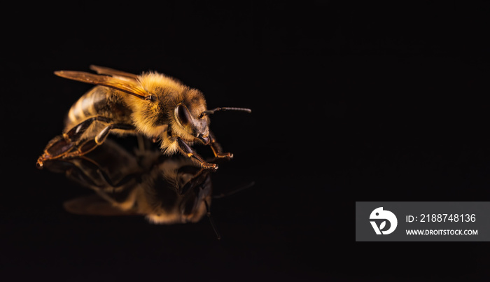 Honey bee macro, isolated on black background. Bee concept.