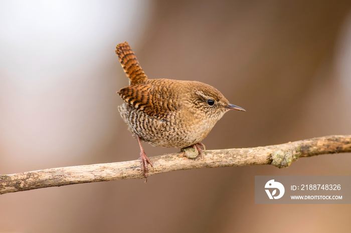 Cute bird. Brown natural background. Bird: Eurasian Wren. Troglodytes troglodytes