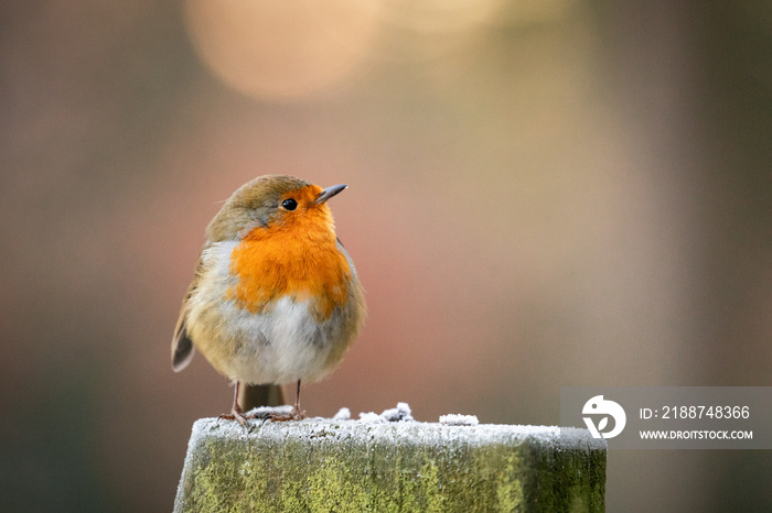 Close up robin (Erithacus rubecula)