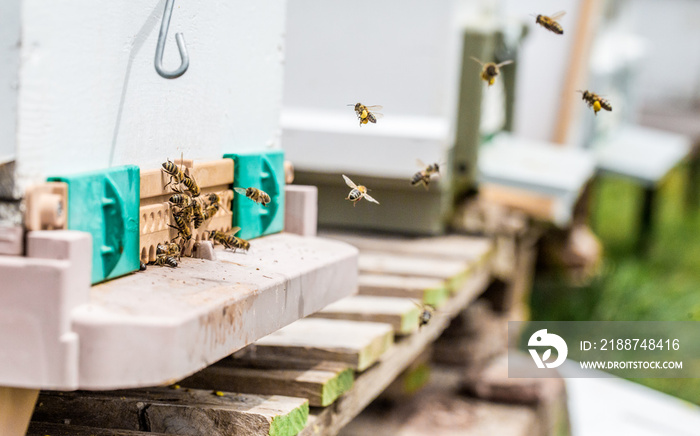 Realization of honey production by honey bees