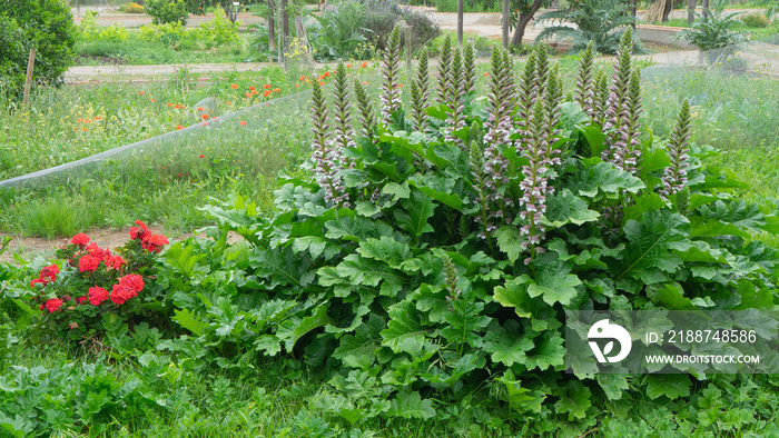 Acanthus mollis, Acanthaceae. In Sagunto.