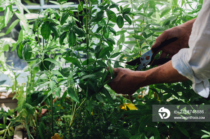 hands cutting lemon verbena, Aloysia citrodora, lemon beebrush,  herb in the garden green thumb