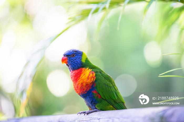 Loriquet à tête bleu - Oiseau - Guadeloupe