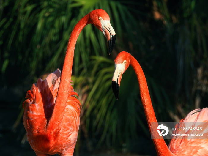 Pair of Caribbean Flamingos