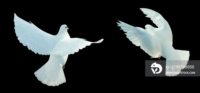 Two white doves black isolated