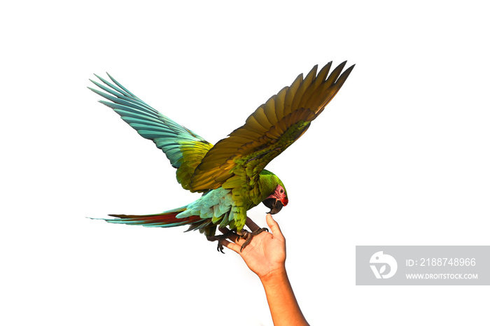 Macaw parrot perched on owner’s hand isolated on white