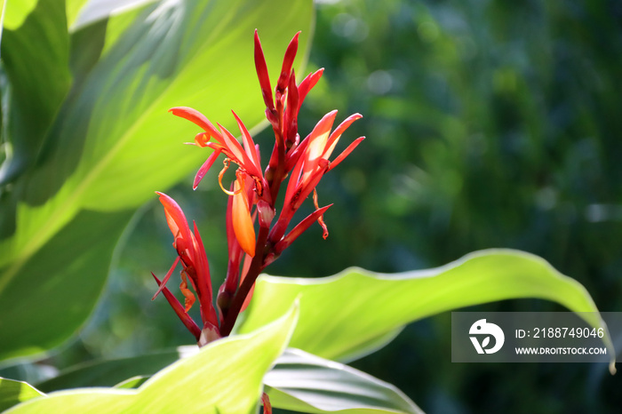 Indisches Blumenrohr (Canna indica)