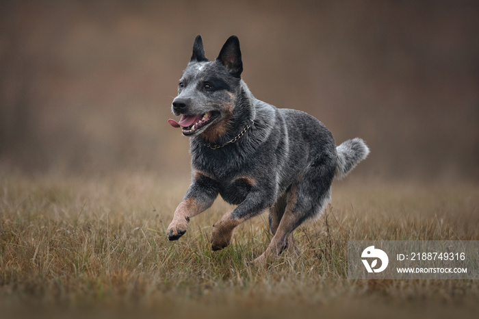 Australian cattle dog heeler in autumn meadow