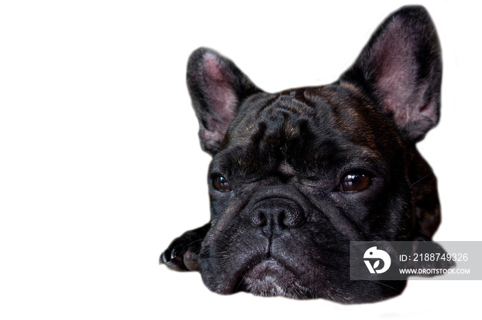 french bulldog on isolate background