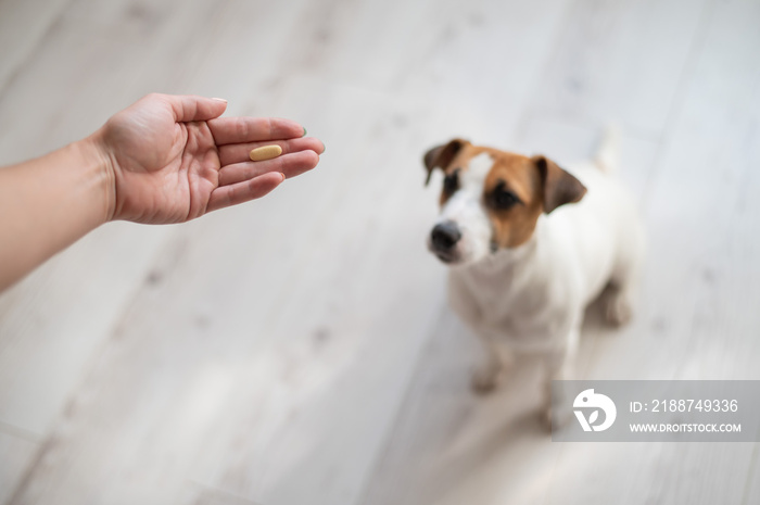 Woman giving the dog jack russell terrier with pill.