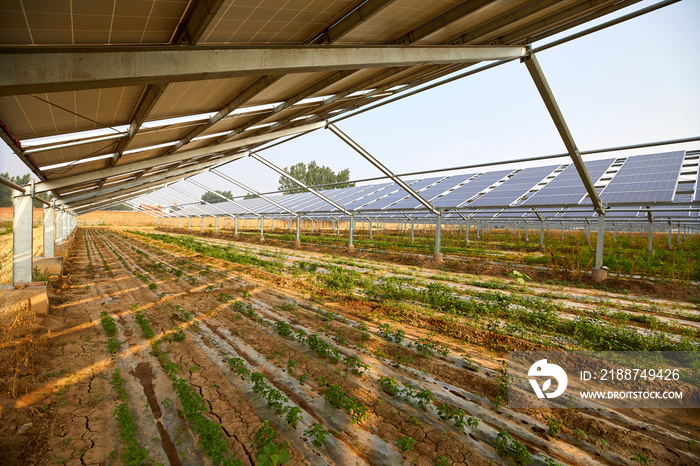 Vegetable greenhouse planted under solar photovoltaic panels