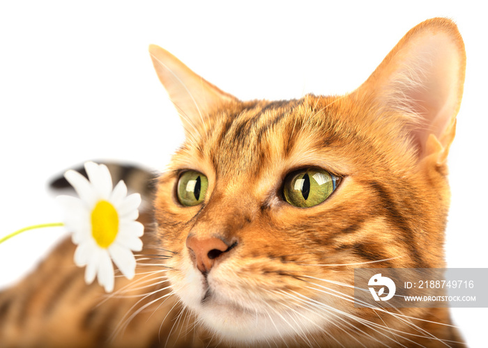 The cat sniffs a chamomile flower on a white background.