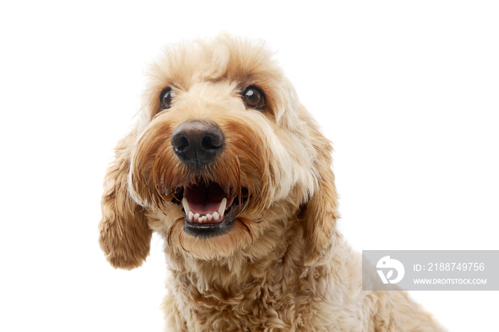 Portrait of an adorable Bolognese dog