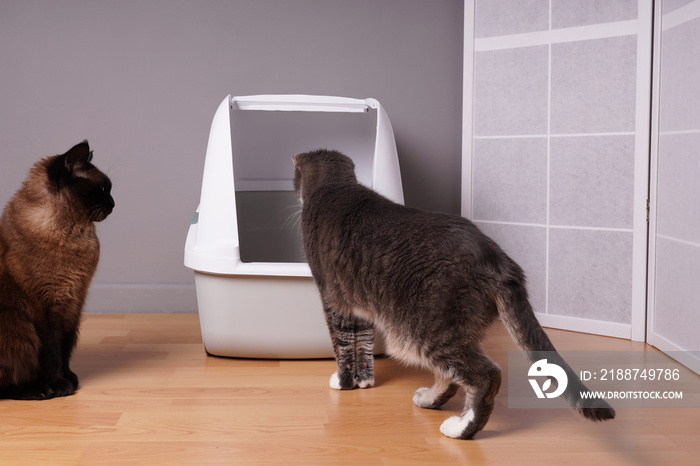 two domestic cats examining new closed cat litter box at home