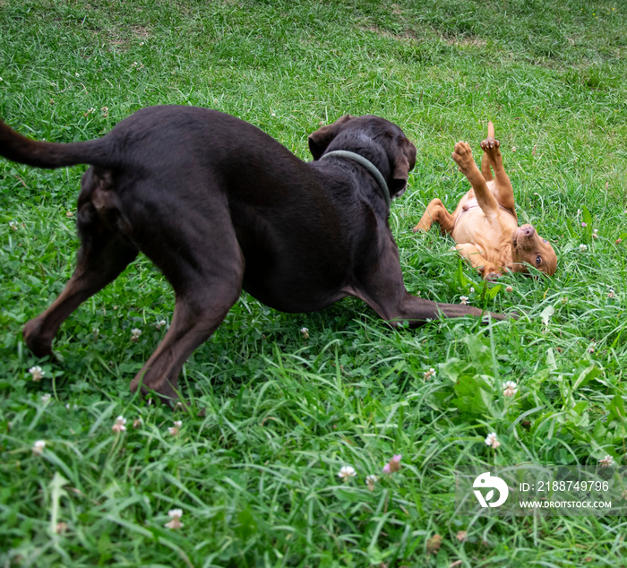 two dogs playing