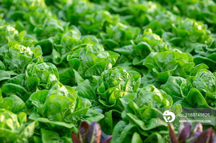 Fresh Butterhead lettuce leaves, Salads vegetable hydroponics farm