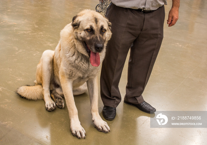 Turkish breed shepherd dog Kangal as guarding dog