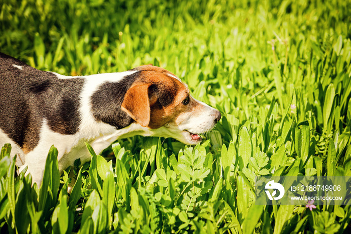 Young Jack Russell Terrier Dog Eating Grass. Pet Health Concept. The reasons why dogs are prone to eat grass