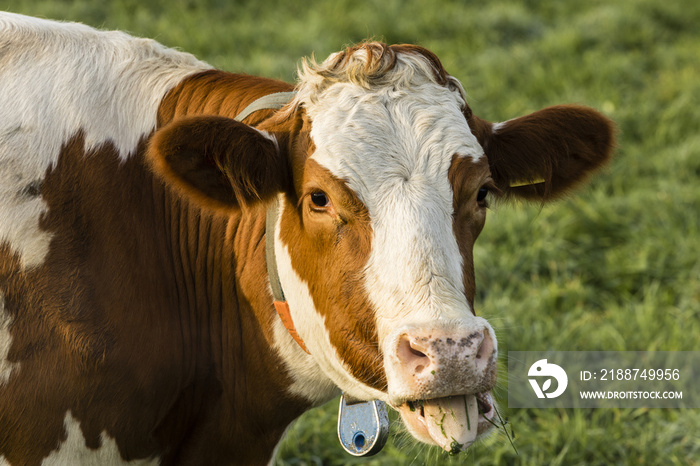 Red Holstein cow sticks out his tongue